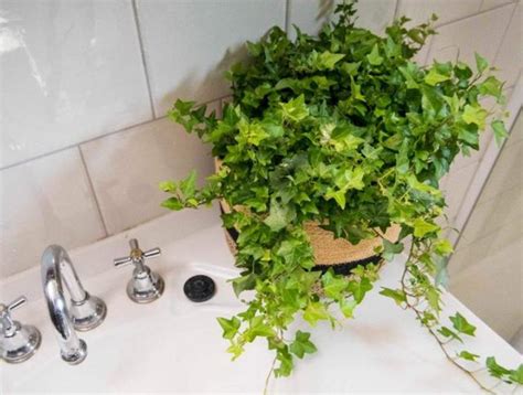 姻緣算命準 浴室適合放什麼植物